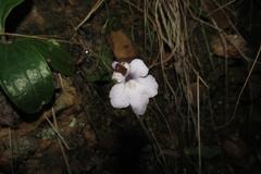 Streptocarpus meyeri