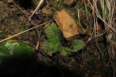 Streptocarpus meyeri