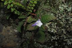 Streptocarpus meyeri