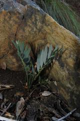 Encephalartos longifolius
