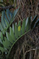 Encephalartos longifolius