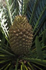 Encephalartos longifolius