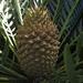 Suurberg Cycad - Photo (c) Brian du Preez, some rights reserved (CC BY-SA), uploaded by Brian du Preez