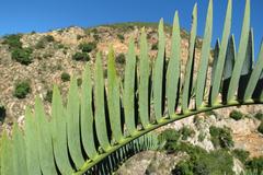 Encephalartos longifolius