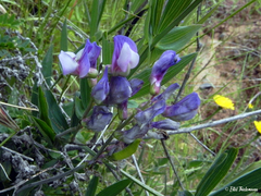Lathyrus magellanicus