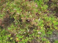 Pelargonium citronellum