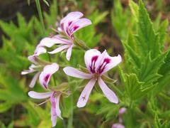 Pelargonium citronellum