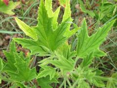 Pelargonium citronellum