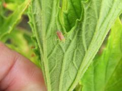 Pelargonium citronellum