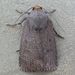 Mouse Moth - Photo (c) naturalhistoryman, some rights reserved (CC BY-NC-ND)