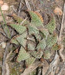 Tulista pumila