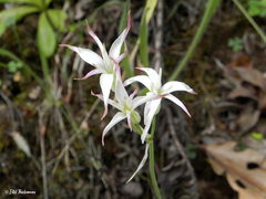 Leucocoryne alliacea