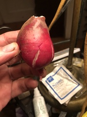 Raphanus sativus longipinnatus