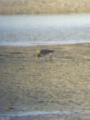 Limosa lapponica lapponica