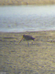Limosa lapponica lapponica