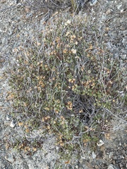 Pleurocoronis laphamioides