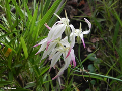 Leucocoryne alliacea