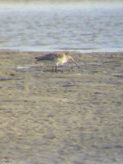Limosa lapponica lapponica