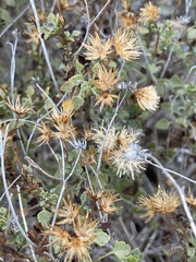 Pleurocoronis laphamioides