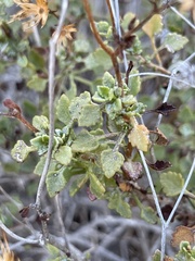 Pleurocoronis laphamioides