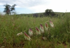 Bouteloua chondrosioides