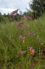 Bouteloua chondrosioides