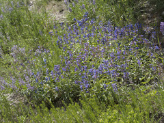 Penstemon watsonii