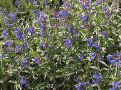 Penstemon watsonii