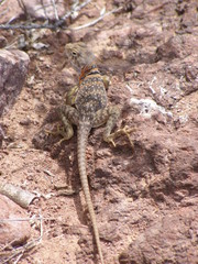 Crotaphytus nebrius