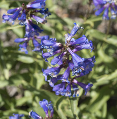 Penstemon watsonii