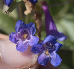 Penstemon watsonii