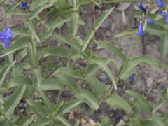 Penstemon watsonii