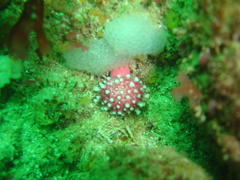 Alcyonium variabile