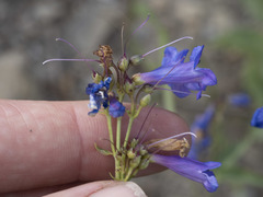 Penstemon watsonii