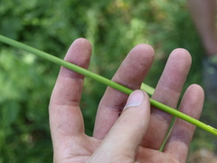 Juncus subnodulosus
