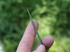 Juncus subnodulosus