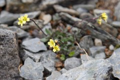 Draba oligosperma