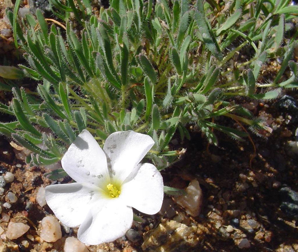 Oxalis furcillata