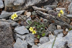 Draba oligosperma