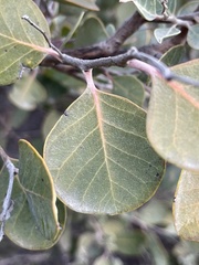 Rhus lentii