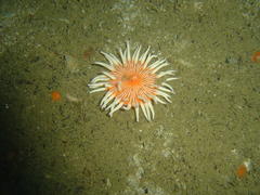 Anthostella stephensoni