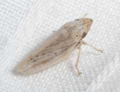 Prairiana