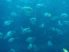 Pachymetopon blochii