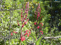 Lobelia tupa