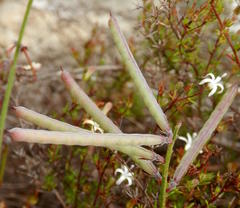 Indigofera declinata
