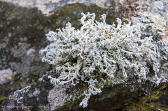 Stereocaulon saxatile