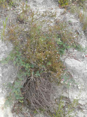 Indigofera declinata