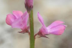 Indigofera declinata