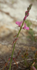 Indigofera declinata