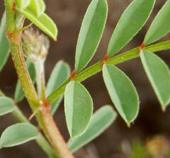 Indigofera declinata